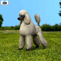 Poodle