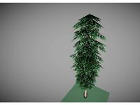 low poly pine tree