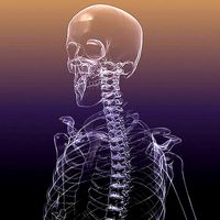 Skeleton of a Human X-Ray scan RenderReady