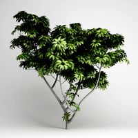 CGAxis Umbrella Tree 07 3D Model