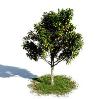 Citrus sinensys 14 am154