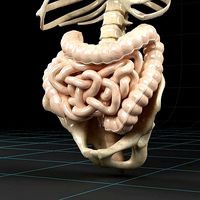 Anatomy intestine skeleton pelvis spinal column ribs