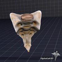 Human Sacrum Vertebrae