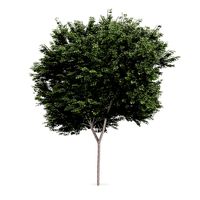 Field maple 1