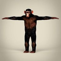 Low Poly Realistic Chimpanzee