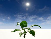 Tropical Big Leafed Plant - low polly