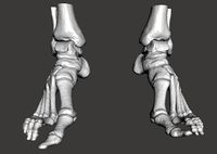 Human Feet - male