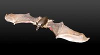 VAMPIRE BAT
