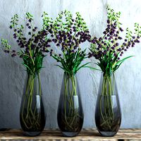 Fritillaria Persica