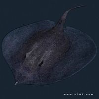 3DRT - Sealife - Stingray