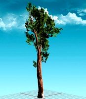Sequoia Tree Red Wood