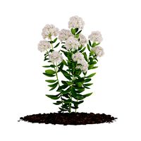 Flowering Sedum Plant Sedum sarmentosum