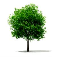 Sweetgum Tree Liquidambar styraciflua 15m