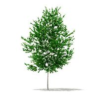 Silver Birch  Betula pendula 3m