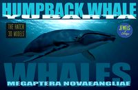 Humpback Whale