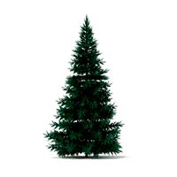 Blue Spruce Picea pungens 3m