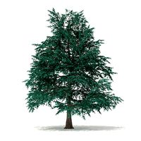 Blue Atlas Cedar Cedrus atlantica 10m