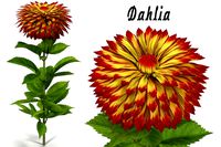 Dahlia orange