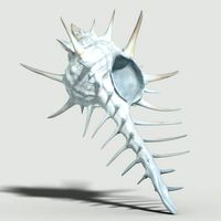 Murex Crassispina Rock Snail