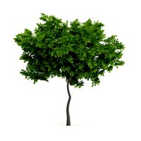 Wild Service Tree Sorbus torminalis 3m