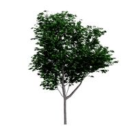 Common Ash Fraxinus excelsior 15m