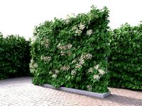Green Wall With Flowers Hydrangea