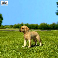 Labrador Retriever Puppy