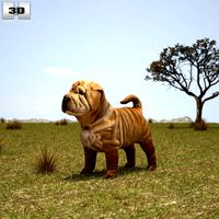 Shar Pei Puppy