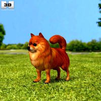 Pomeranian