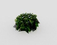 low poly tropical foliage