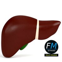 Anatomy - Human liver and gallbladder