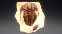 Fossil trilobite BERGERONIELLUS DELGADELLA
