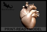 Printable accurate human heart | 3D