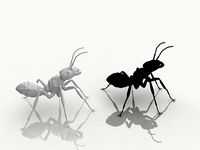 Detailed ant | 3D