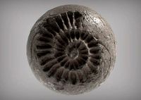 Fossil Series - Spiral | 3D