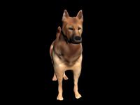 Shepherd Dog | 3D