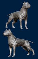 Pitbull | 3D