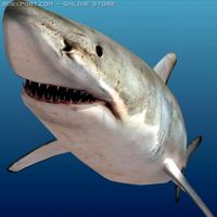 Shark 3D Model