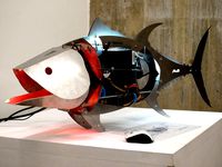 ATUN - Bluefin Tuna | 3D