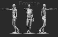 Ecorche Houdon | 3D