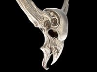 Wall Decor - Bran | 3D