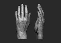 Elderly Female Hand | 3D