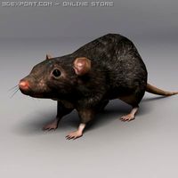 Rat 3D Model