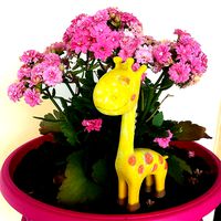 Giraffa  | 3D