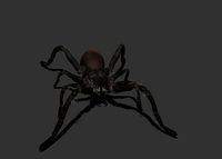 Carolina Wolf Spider - Low and High poly models