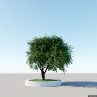 Generic Tree A5 3D Model