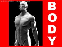 Muscular Male 3D Model