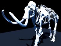 Woolly Mammoth Skeleton