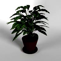 Living room plant