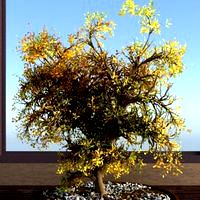 Bonsai